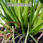 Антуриум Андре ZIZOU