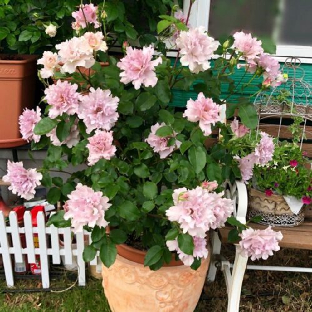 Роза Кутюре роз Тилия Закупка М16 июнь 2026