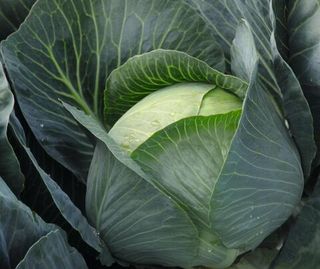 Капуста белокочанная Бруно 2 500 (семян)