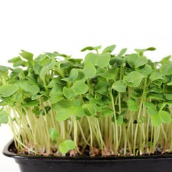 Семена для проращивания капусты белокочанной Амагер (Гавриш)