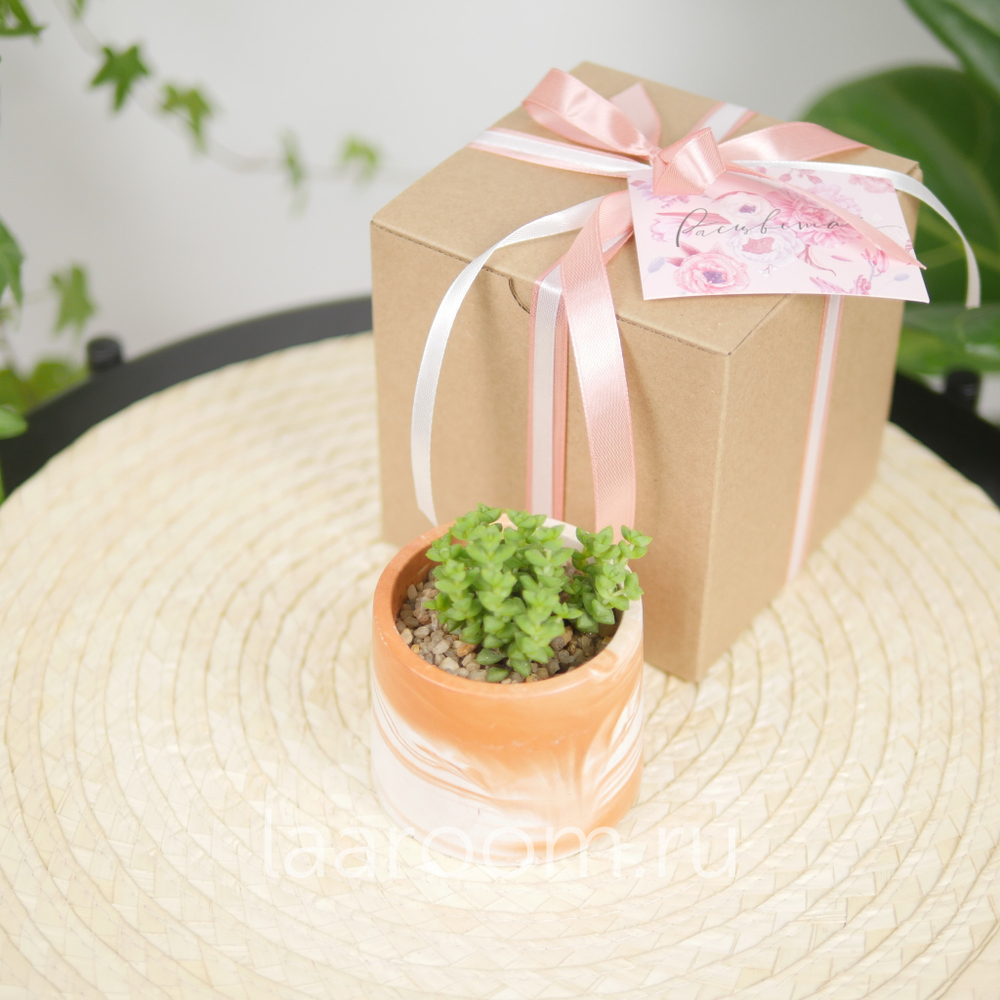 Суккулент в кашпо №7