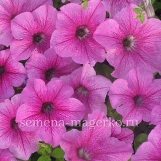 Петуния крупноцветковая Дэдди Пинк F1  100 драже