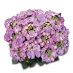 Tiffany Purple/Тиффани Парпл»  (Стандарт поставки Р9)2025г.