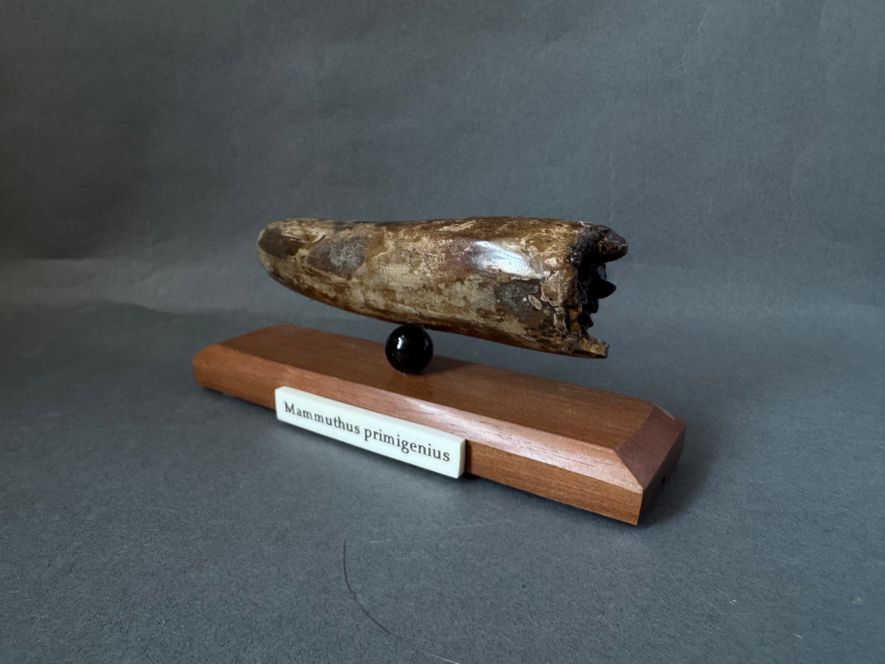 Mammuthus primigenius