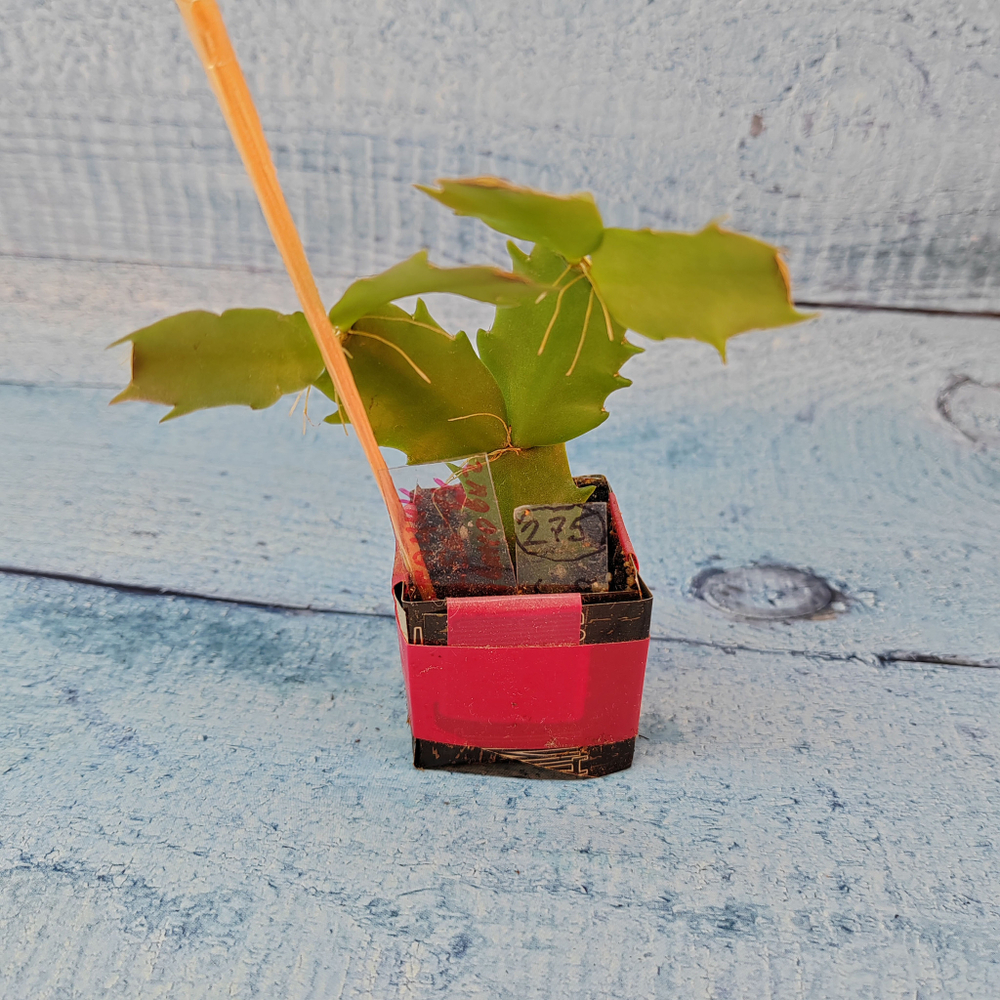 Schlumbergera Thor Vita (Декабрист)
