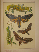 "Бабочки Европы. Описание наиболее известных видов и руководство к собиранию и определению бабочек и их гусениц". 1904г.