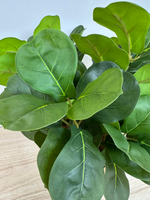 Лирата в коричневом кашпо, в-40 см