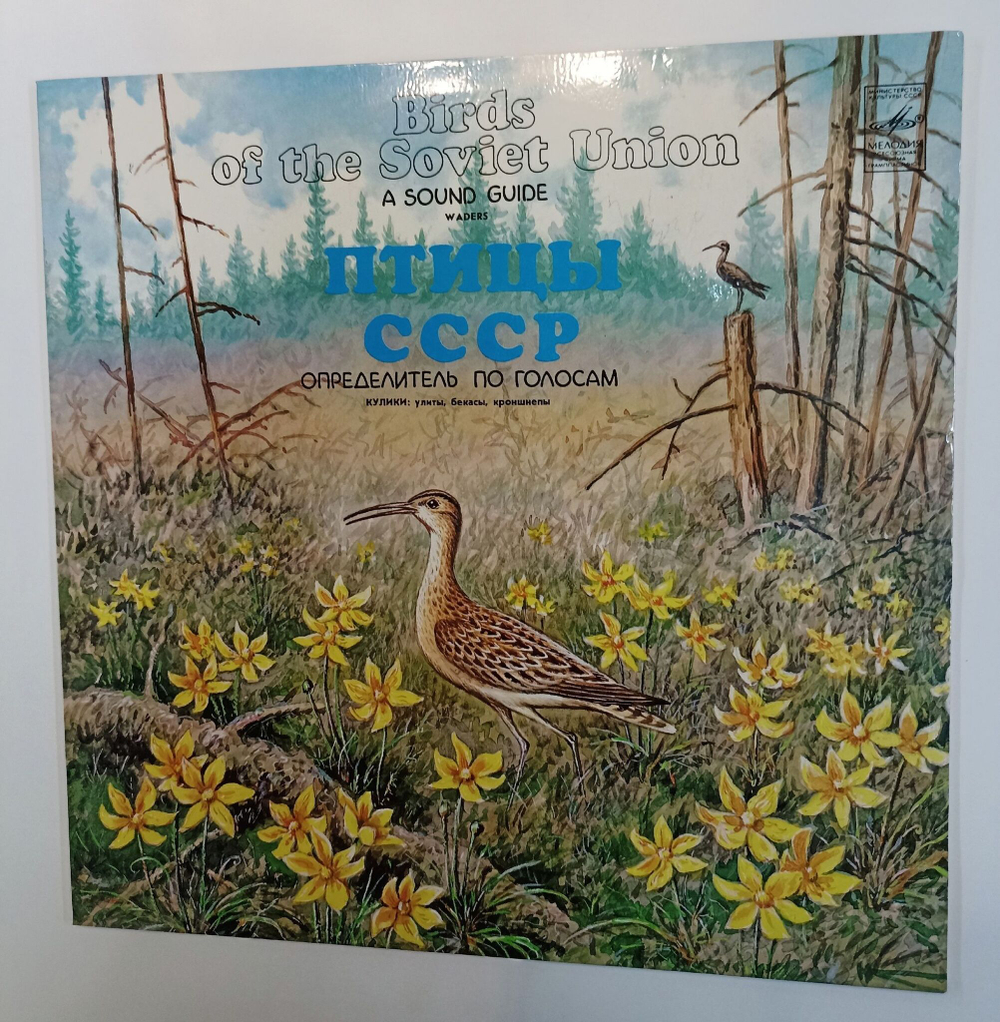 Винтажная виниловая пластинка LP Птицы СССР Голоса Птиц  Кулики: Улиты, Бeкacы, Kpoншнeпы (Export Made in USSR) (СССР 1982)