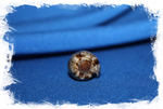 Конус цинереус (Conus Cinereus)