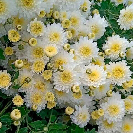 Корейская хризантема Панда