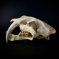 Smilodon