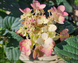 Гортензия метельчатая Би Хэппи (Hydrangea paniculata `Bee Happy`)