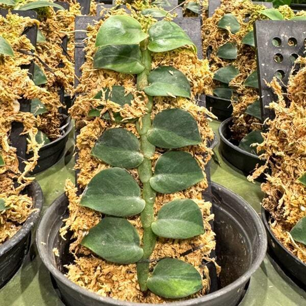 Рафидофора HAYI VAR N1 TWO TONE