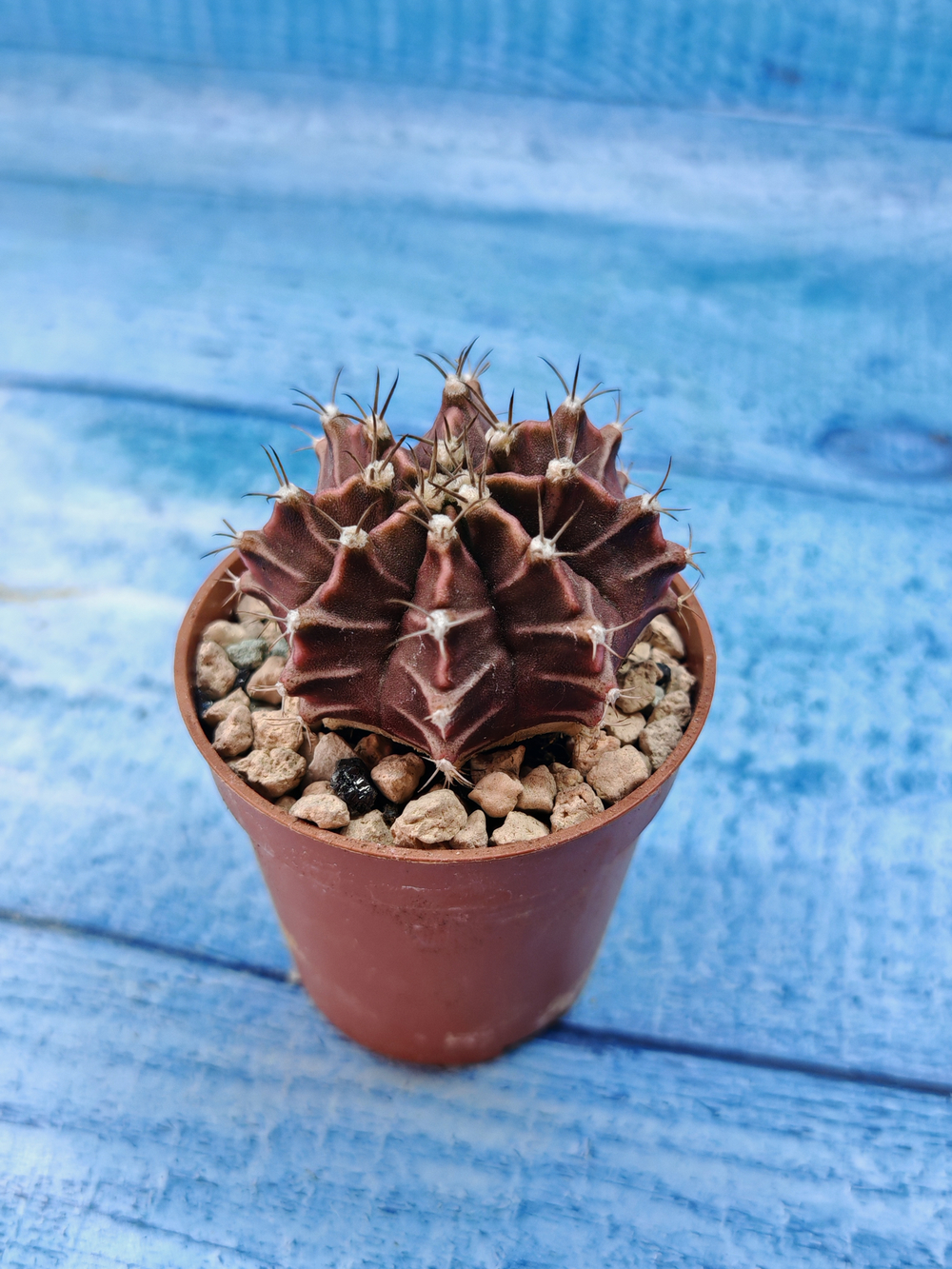 Gymnocalycium Friedrichii (Гимнокалициум)