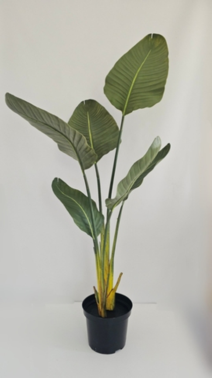 Стрелиция Николая Premium 100 см 6 листьев в тех кашпо