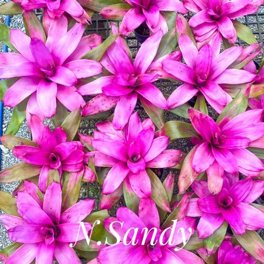 Неорегелия SANDY (T121)