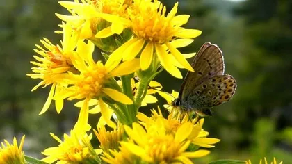 Золотая розга