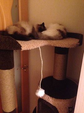 Когтеточка Н-7