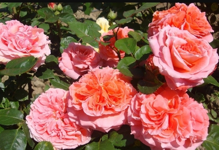 NOTRE DAME DU ROSAIRE (Нотр Дам Дю Розэр)