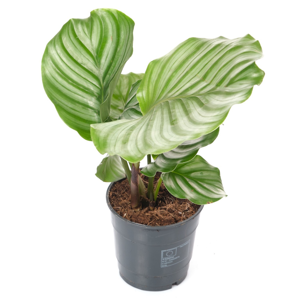 Калатея Орбифолия