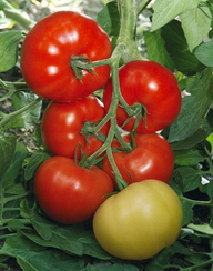 Якиманка F1 семена томата индетерминантного (Гавриш)