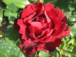 Роза чайно-гибридная Омаж о Барбара С4