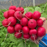 Эскала F1 семена редиса (Enza Zaden / Энза Заден)