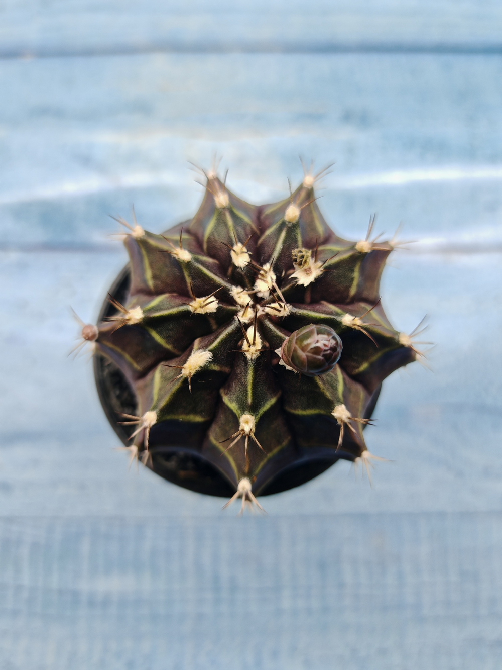 Gymnocalycium Mihanovichii black (Гимнокалициум)