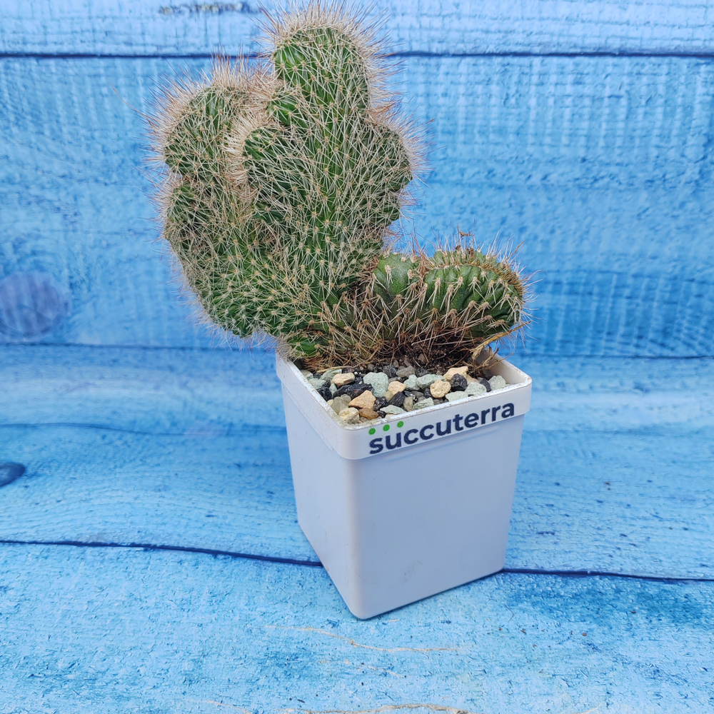 Nyctocereus Serpentinus cristata (Никтоцереус)