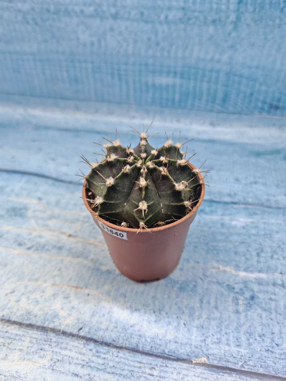 Gymnocalycium Friedrichii (Гимнокалициум)