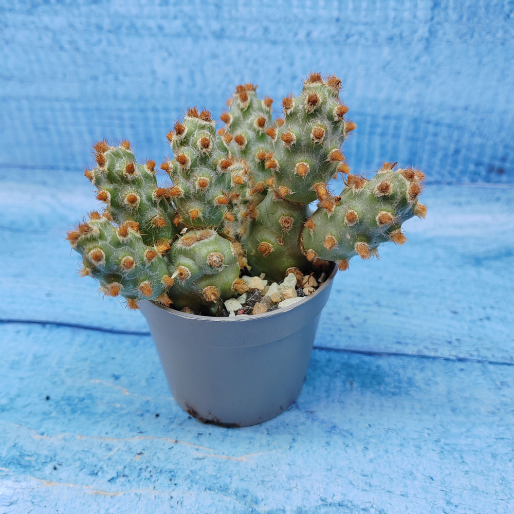Tephrocactus Molinensis Red Glochids (Тефрокактус)