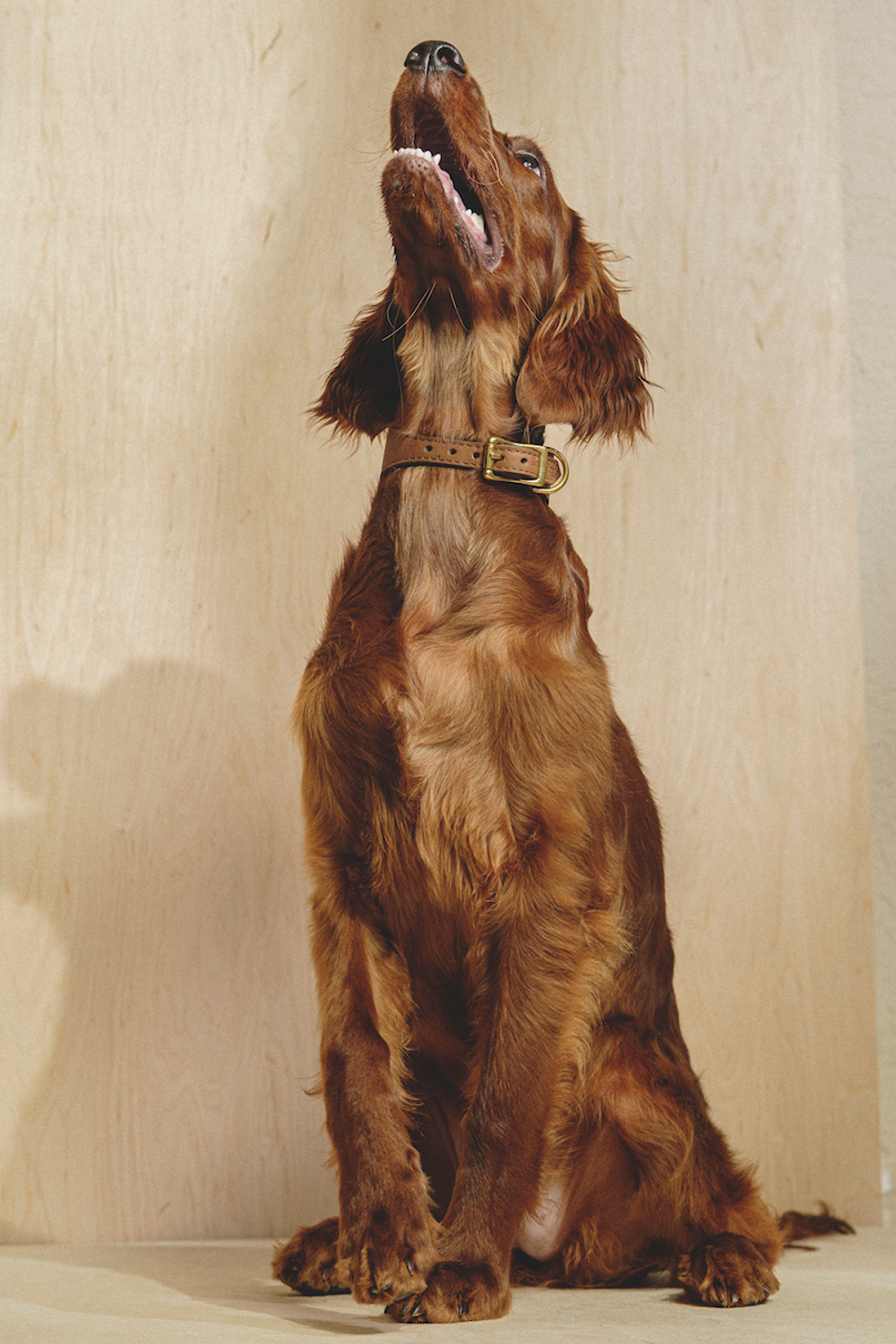 Ошейник "Пони-Селедка" Коричневый