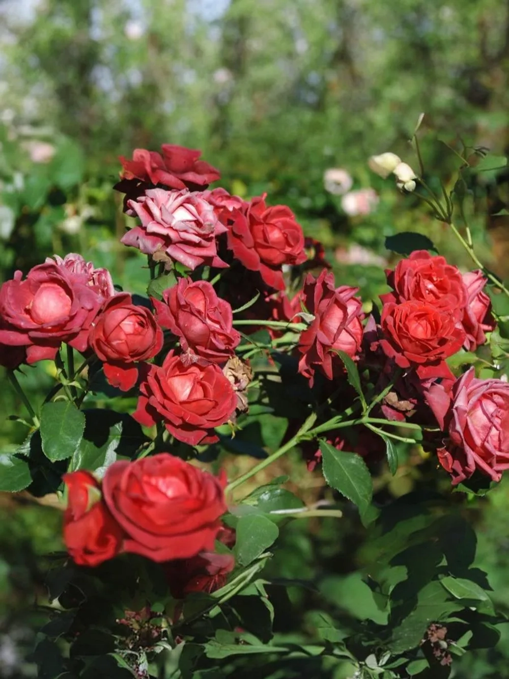 Роза плетистая Брауни