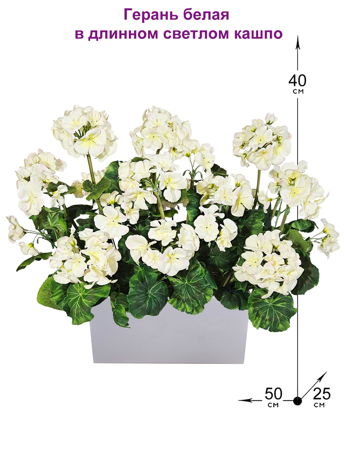 Герань белая 50см в длинном светлом кашпо
