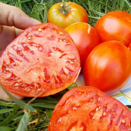 Помидоры Сердце Мордовии