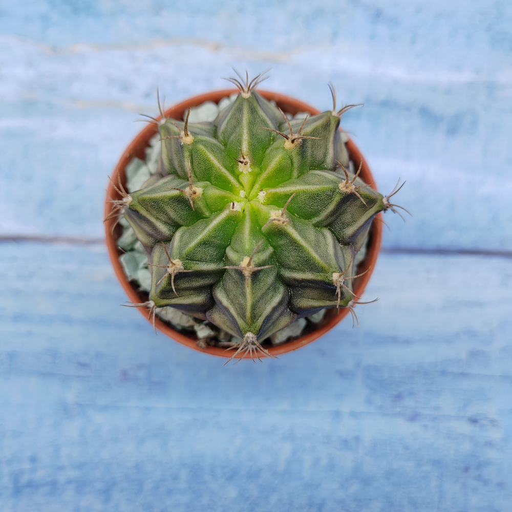 Gymnocalycium Friedrichii (Гимнокалициум)