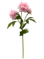 Пион розовый