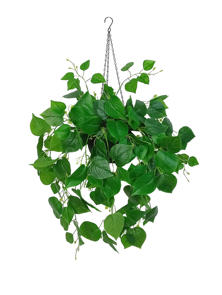 Филодендрон в подвесном кашпо