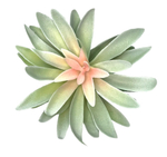 Суккулент 129 сизый