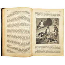 Мензбир М. А. Птицы. - СПб.: Типография Акц. общ. Брокгауз-Ефрон, 1904–1909.