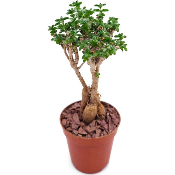 Суккулент Триходиадема Бульбозум Швантес