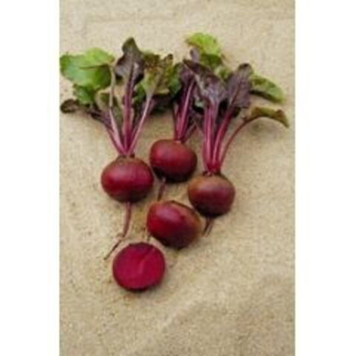 Камаро F1 семена свеклы (Vilmorin / Вильморин)