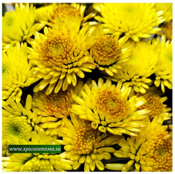 Хризантема кустовая Stalion yellow ☘ к.38    (отгрузка  Сентябрь)