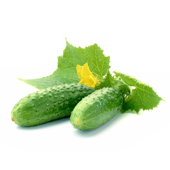 ГЕКТОР F1 семена огурца (Nunhems | Alexagro) – фото 3