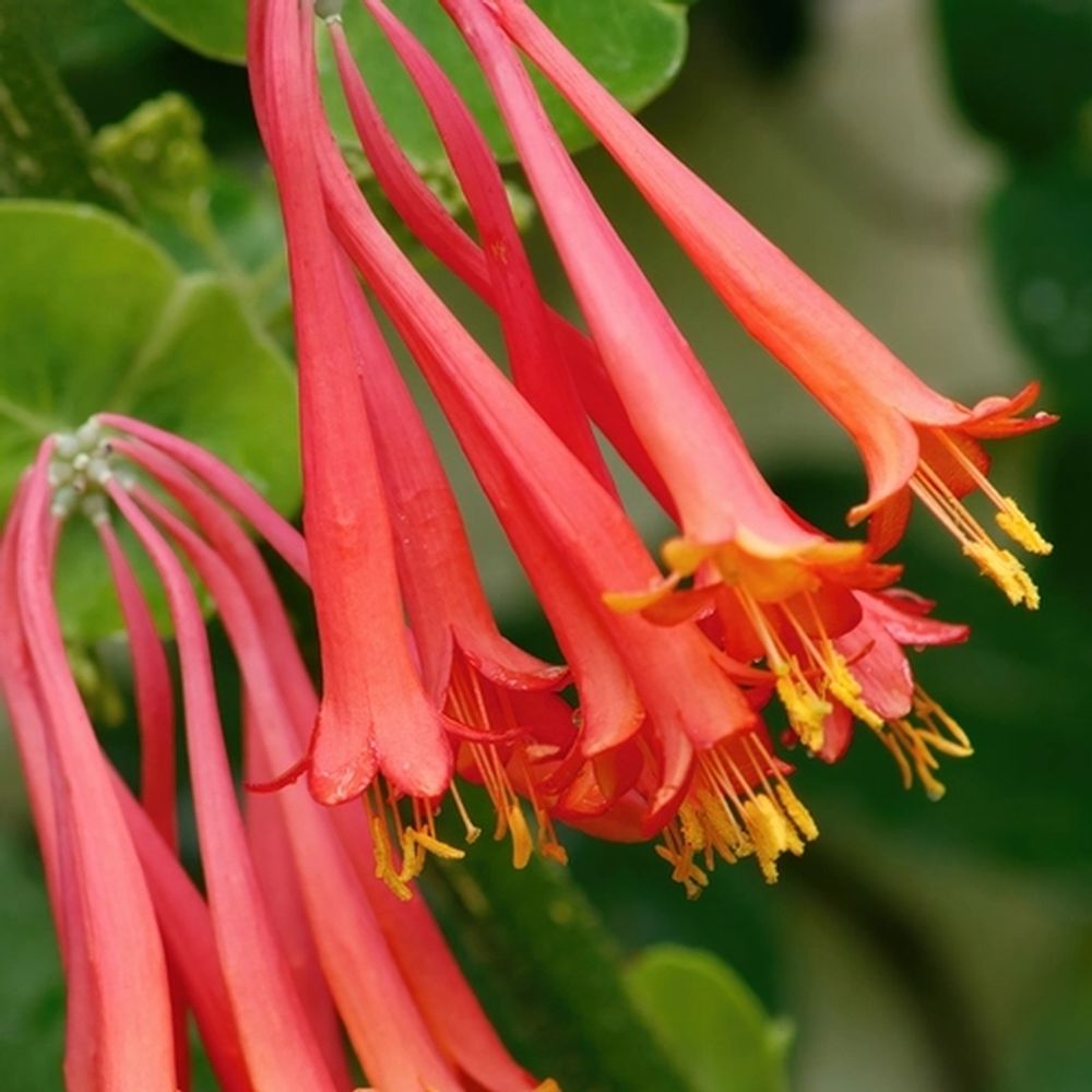 Дикая жимолость (Wild Honeysuckle)