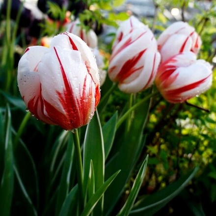 Тюльпан Карнавал де Рио