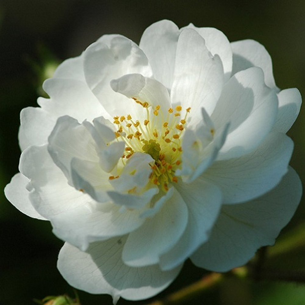 Роза плетистая Guirlande d'Amour