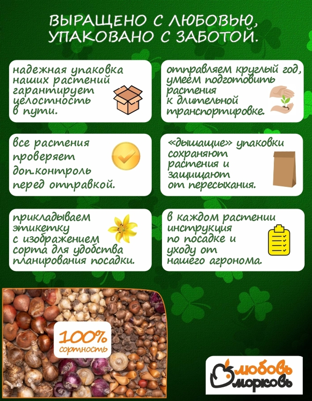 Тюльпан Луковица, Джимми, 3 шт, крупный разбор