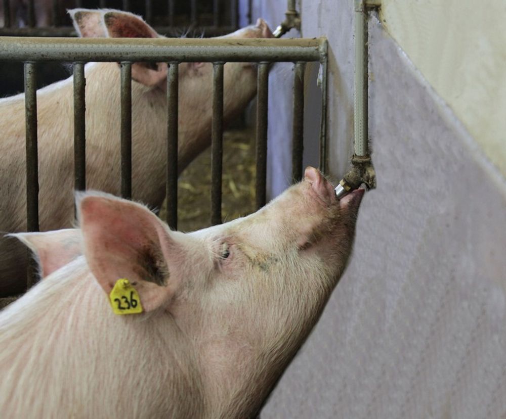 Кнопочная поилка для свиней и хряков