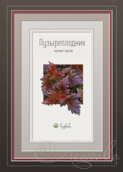 Пузыреплодник. Каталог сортов
